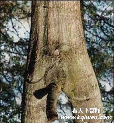 是我们想的太龌龊还是大自然太神奇